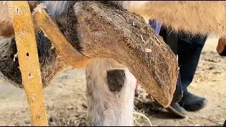 Donkey hoof repair: The hoof has been neglected for 7 years and looks like a sickle!