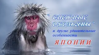 Снежные обезьяны и другие удивительные особенности Японии