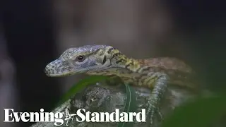 Chester Zoo celebrates birth of baby Komodo dragons