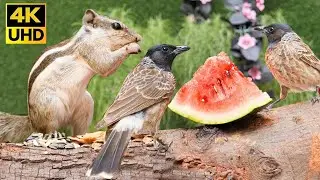 Cat TV for Cats to Watch 😺 Enchanting Birds and Squirrels in Summer (4K UHD) 8 Hours