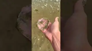 Rescuing Jellyfish That’s Getting Attacked by Sand Piranhas! 