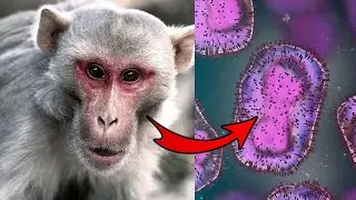 What If The Monkeypox Virus Cant Be Contained?