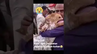 Ikatan batin hewan Qurban & pemiliknya bikin haru - perpisahan binatang kurban sebelum disembelih