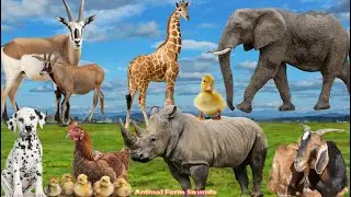 Animal Sounds Around Us: Dog, Chicken, Elephant, Giraffe, Rhino - Animal Videos