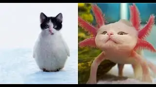 Смешное видео с котами и кошками 2022. Funny videos with cats from tiktok 2022