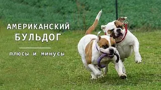 АМЕРИКАНСКИЙ БУЛЬДОГ. Плюсы и минусы породы American bulldog