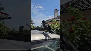 Каркуша вернулась на обед 