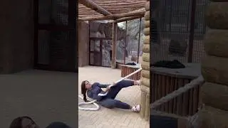 TUG OF WAR WITH A 380 KG OF A #liger 🦁 VS. 85 KG OF A HUMAN #strong #shorts #trending