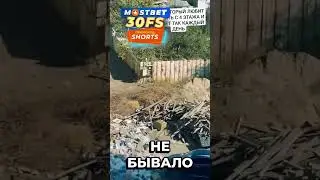 СОБАКА ПРЫГАЕТ С ВЫСОТКИ И ВЫЖИВАЕТ