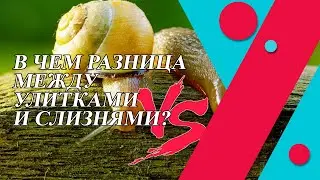 В чем разница между улитками и слизнями?