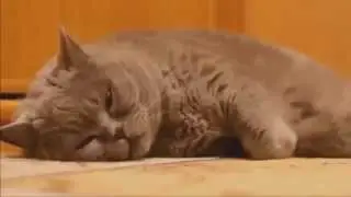 Silly Cat Fails