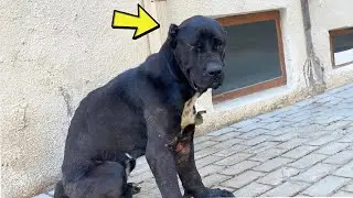 She cried and begged her owner to let her in and the heartbreaking story behind