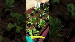 Vegetable gardening on Terrace