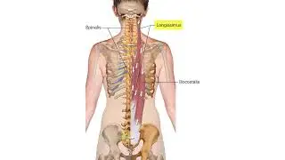 Erector Spinae Group   Muscle Attachment Drawn Illustration Video