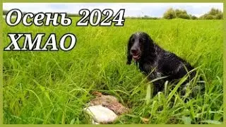 Охота на утку с подхода 2024. ХМАО.