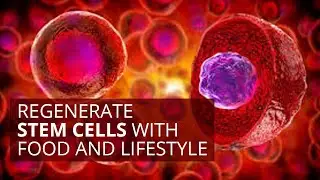 Regenerate Stem Cells with Food and Lifestyle