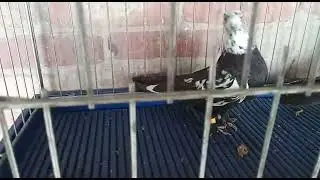 Sale of pigeons. Chile - sailors. // Продажа голубей. Чили - моряки.