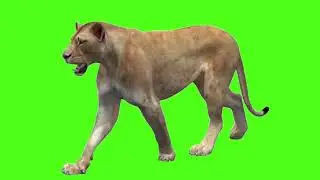 Green screen background 🦁 lion || green screen video || lion green screen ||green screen lion walk