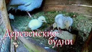 Влог // Деревенские будни