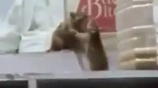 Two Rats Fighting In A Grocery Store !!! Amazing !!!