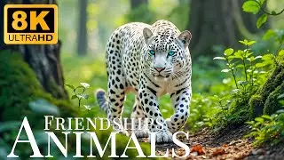 Animal Friendships 8K ULTRA HD🐾Uncommon Relationships In The Animal World