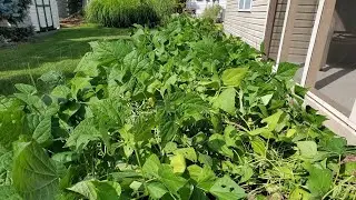 Two Keys to Harvesting a Massive Amount of Green Beans