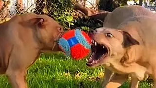 Funny Cats 🐈 and Dogs 🐕 / Funniest Animals videos 🤣 2023