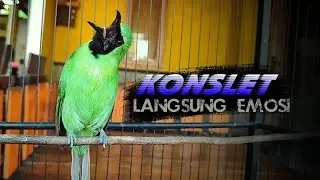 🔴 KONSLET || CUCAK IJO GACOR ISIAN KASAR LANGSUNG BIKIN EMOSI