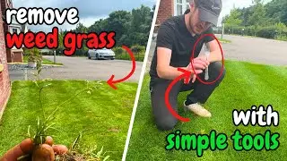 How to remove WEED GRASS from your LAWN