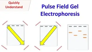 Pulsed field gel electrophoresis (PFGE)
