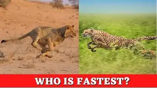 TOP 10 Fastest Animals in Africa - Fastest Runners in African Wildlife – KIDS TV