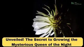 Unveiled! The Secret to Growing the Mysterious Queen of the Night Flower!