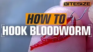 How To Hook Bloodworm Perfectly | Guru Bitesize #047