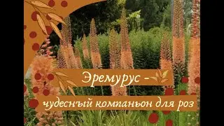 Эремурус - чудесный компаньон для роз