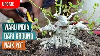 Dongkel Bahan Bonsai Waru India: Dari Ground Naik Pot Bersama Mas Asep Maulana