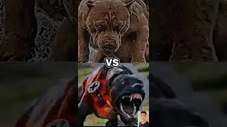 Pitbull vs German Shepherd,Siberian Husky,Great Dane dogs fight🥵😈 