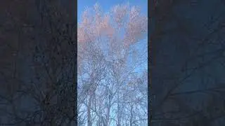 зимнее утро