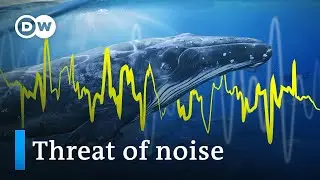 Our noise is killing marine life, but we can turn down the volume