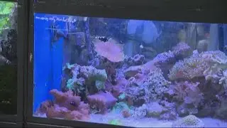 How to set up your first fish tank