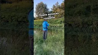 Ловля в диких місцях великих голавлів #fishing #spinning #рибалка #рыбалка #спиннинг #спіннінг #река