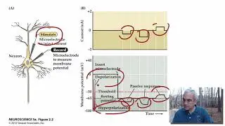 Overview of Neuronal Signaling - Medical Neuroscience