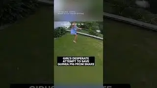 Girl swings snake in circles in desperate attempt to save pet guinea pig