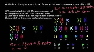 2N, 1N, N | Diploid, Haploid | Chromosome number