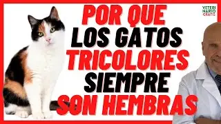 🖤🤍🧡Why are TRICOLORED CATS (CAREY or CALICO) 🖤🤍🧡 ALWAYS FEMALE? Can they be MALES?