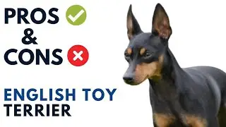 English Toy Terrier Pros and Cons | English Toy Terrier Advantages and Disadvantages