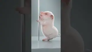 Cutie Pig Good Dancing