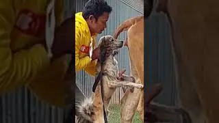 Cows and dogs crossbreed to create new breeds