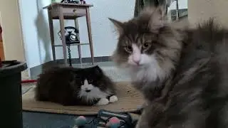 Norwegian Forest Cat: Eddie & Odin Indoor Games