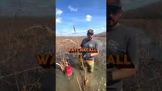 Sudan Grass For Crawfish Ponds! | Why we do it