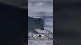 Artic Foxes are Adorable